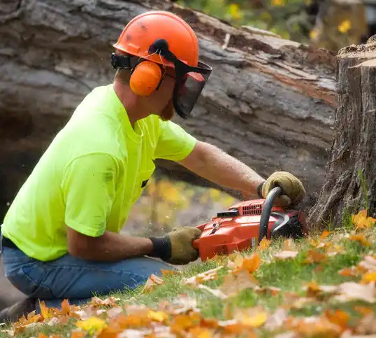 tree services Grosse Pointe Farms